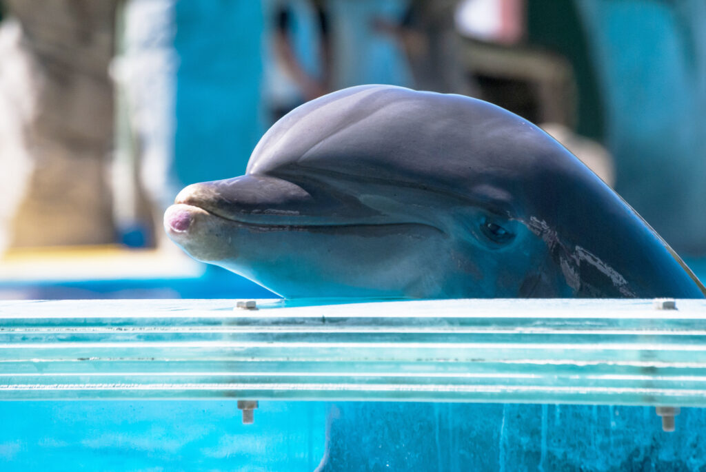 Lush se une a la activista medioambiental Olivia Mandle para prohibir los delfinarios en España