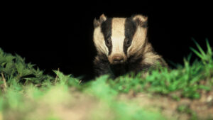 A badger looks at the camera against a black background with green grass in the foreground, blurred.