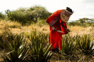 A person dressed in red clothing stands in a large field of aloe secundiflora, bending slightly to cut the plant with a knife