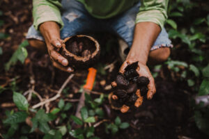 Close-up of a person holding freshly harvested brazil nuts in their hands