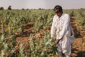 A man in white clothing stands in a field, harvesting castor seeds