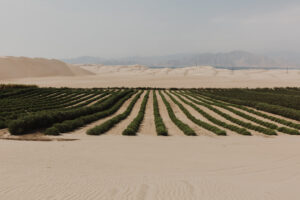 Rows of the green jojoba plant stand on a sandy landscape with Peruvian mountains in the distance