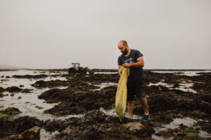 A person stands collecting Irish moss seaweed into a yellow mesh bag on the seashore