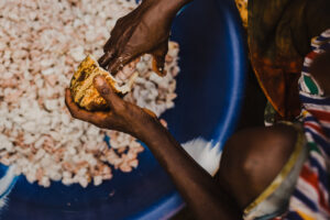 Close-up of a person's hands extracting cocoa from the plant and dropping it into a blue bucket