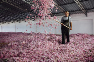 A person stands in a room full of Turkish rose petals, tossing them in the air with a stick