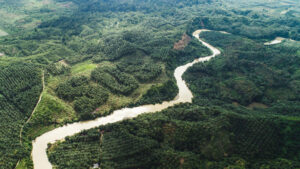 A birds eye view of forests and greenery with a river running through the centre. In the middle, to the left, the greenery forms the letters SOS